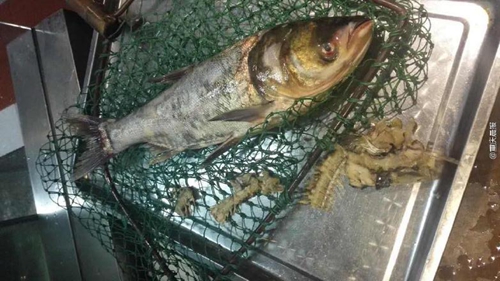 疑商家缺斤短兩，情侶“魚骨拼圖”維權(quán)