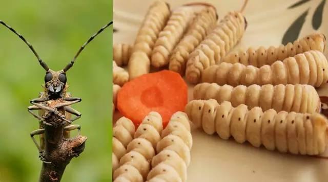 知識(shí)庫(kù)｜蟲(chóng)類(lèi)食材身價(jià)勝人參，餐廳秋冬菜譜敢放不？|餐飲界