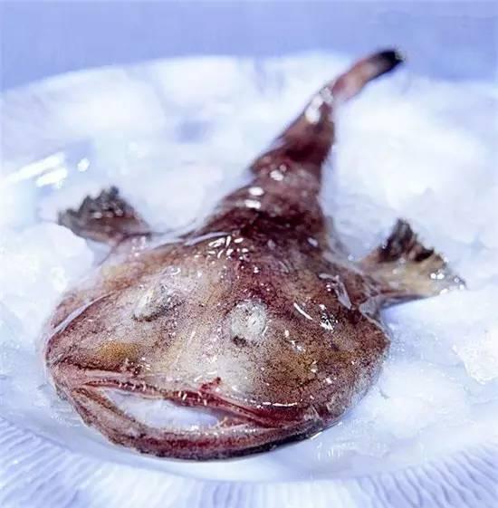 知識(shí)庫(kù)｜奇丑卻極美味的魚(yú)，餐廳趕緊上新菜！