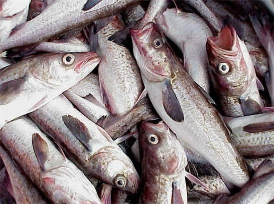 知識庫｜這種魚可以一魚36吃，你餐廳還不上菜？|餐飲界