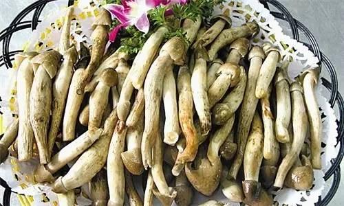 荔枝菌，可遇不可求的“嶺南菌王”