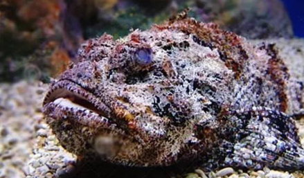 知識(shí)庫(kù)｜如何處理、烹飪世界最毒的海魚？