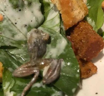 惡心！她餐廳吃飯竟吃出整只死青蛙