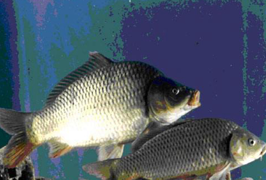 “中國制造”的轉基因鯉魚：冠鯉已經(jīng)“枕戈待旦”了