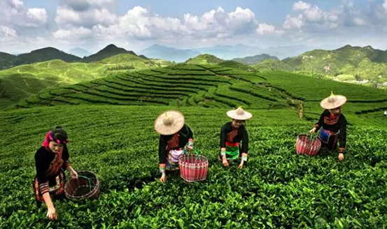 皇茶、喜茶之后，茶飲界又冒出一“黑馬”烏龍煎
