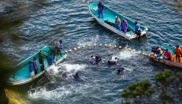 日本遇“魚荒”向中國“甩鍋” 我們不同意！|餐飲界