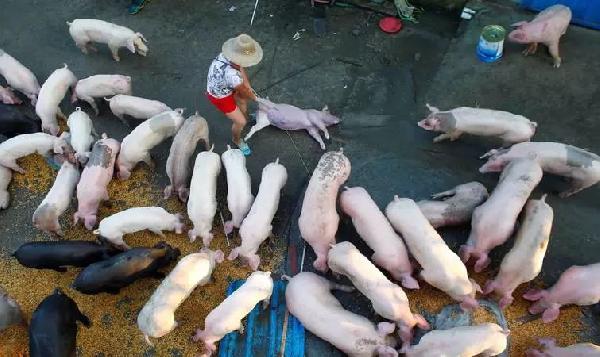 豬肉消費(fèi)總量連年下滑，人們沒那么愛吃肉了嗎？|餐飲界