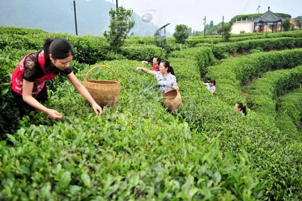 比肩星巴克？新中式茶飲的下半場得好好抓抓供應(yīng)鏈管理這門課了