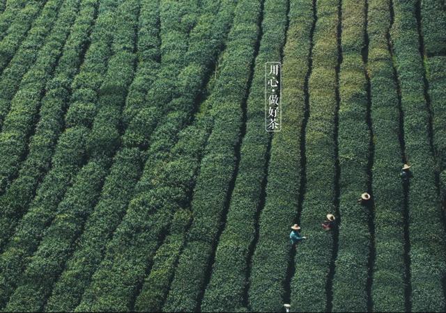 如何掘金500億新茶飲市場，打造一杯有故事的黑龍茶？