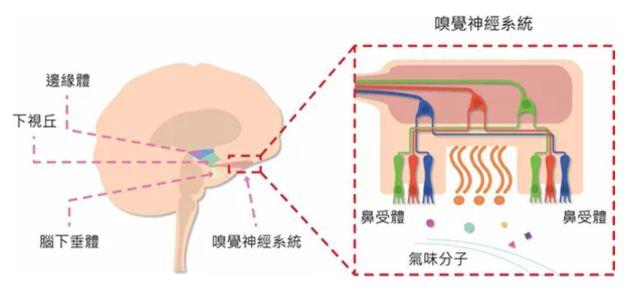讓消費者欲罷不能的氣味營銷，餐飲人該如何實現(xiàn)？ | 餐見