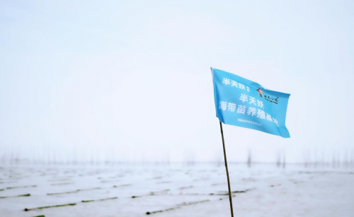 霞浦海帶苗豐收季：半天妖助力產(chǎn)業(yè)騰飛，守護(hù)“舌尖上的鮮嫩”