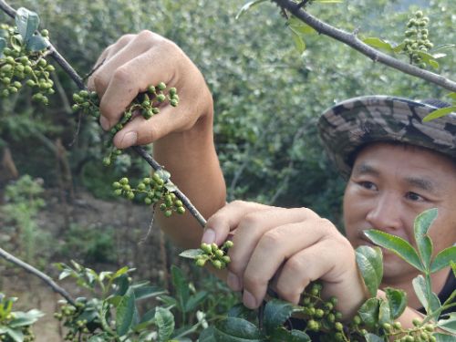 一顆青花椒的“頂流”之路：從深山枝頭到半天妖銷量榜首的風味旅程|餐飲界