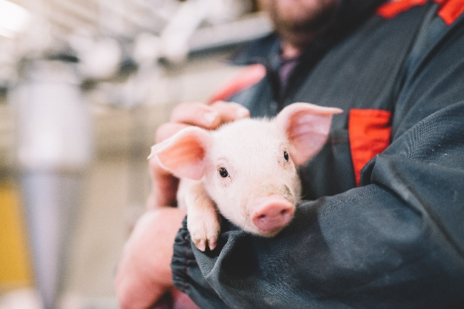 芬蘭無抗生素肉品專家Atria阿特睿教你挑肉小妙招：買肉不能只看肉質(zhì)，還要看動(dòng)物福利標(biāo)準(zhǔn)