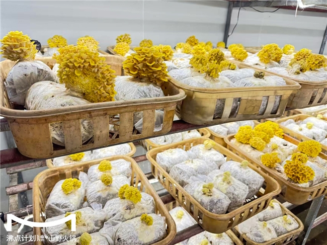 沸點(diǎn)計(jì)劃發(fā)布“山海供應(yīng)鏈”戰(zhàn)略：投建十大生態(tài)基地，護(hù)航萬(wàn)店擴(kuò)張